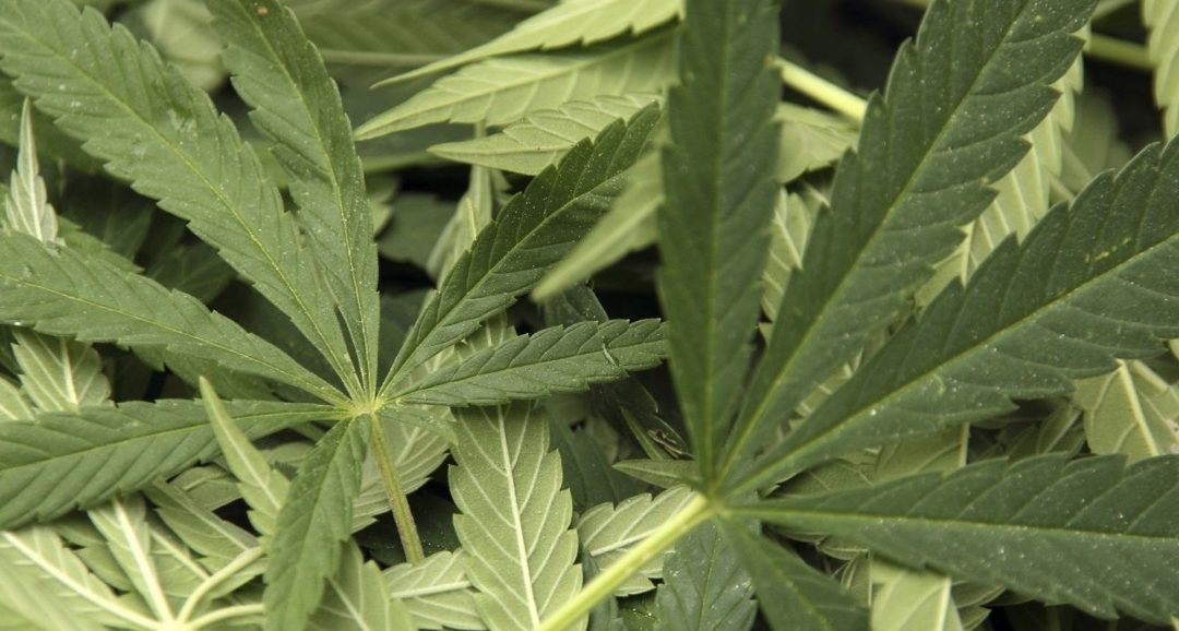 Liability risk for private pot retailers